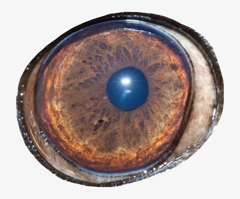 Eye Bloodshot Redeye Bloodshoteyes Face Bigeyes Pug - Circle, transparent png #450937