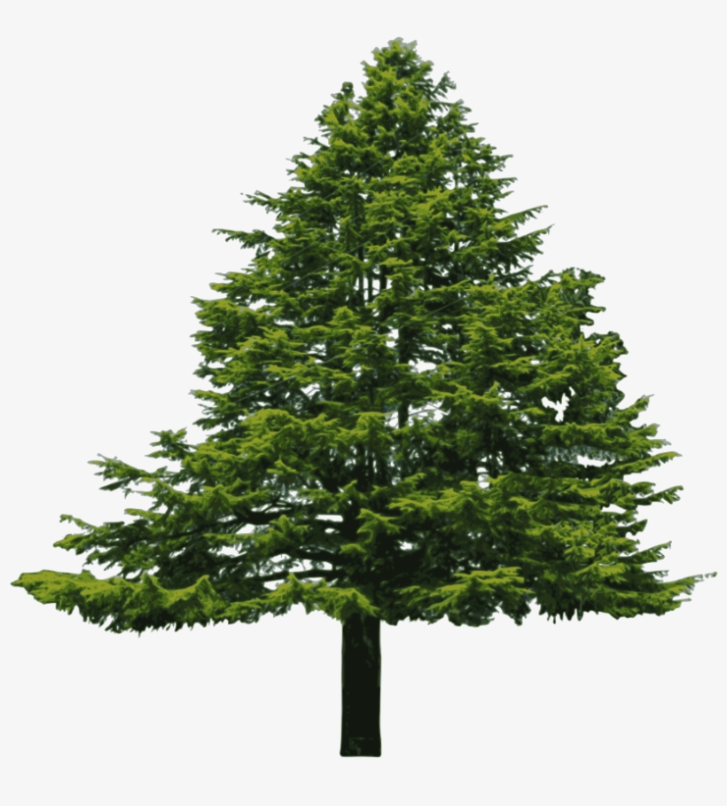Evergreen Fir Trees Vector Art Illustration - Stillpoint Mission, transparent png #450940