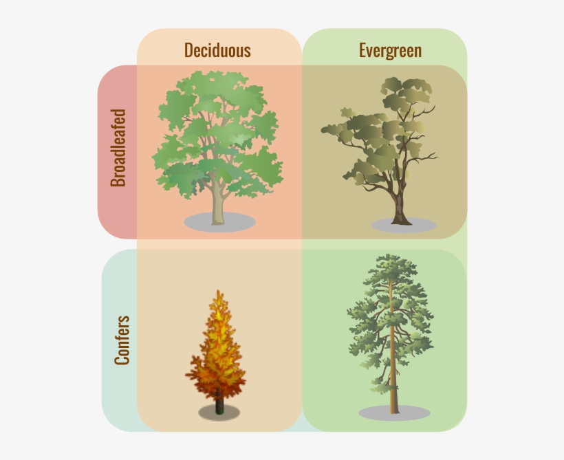 Tree Classifications - Evergreen Trees Vs Deciduous, transparent png #451176