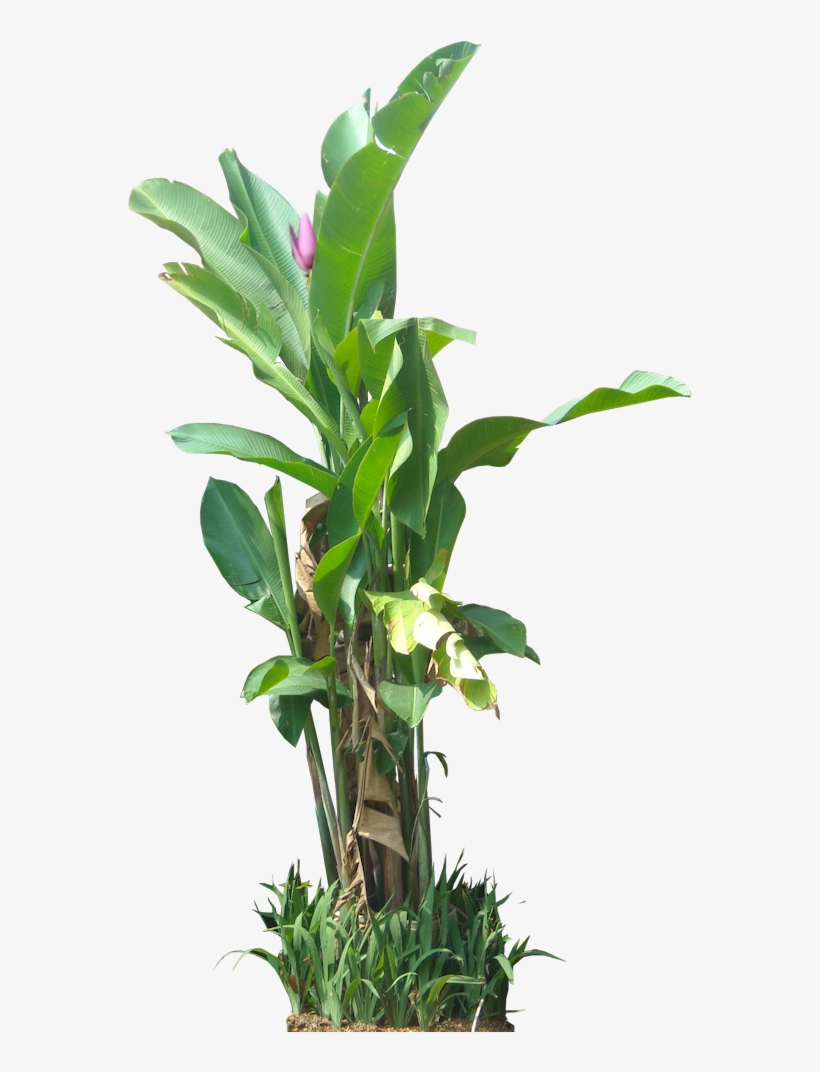 Tropical Plant Pictures - Png Banana Tree, transparent png #451255
