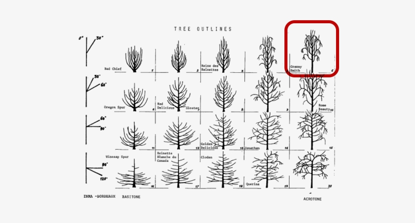 Tree Habit Diagram From Lespenasse, Lespenasse, And - Tree, transparent png #452338