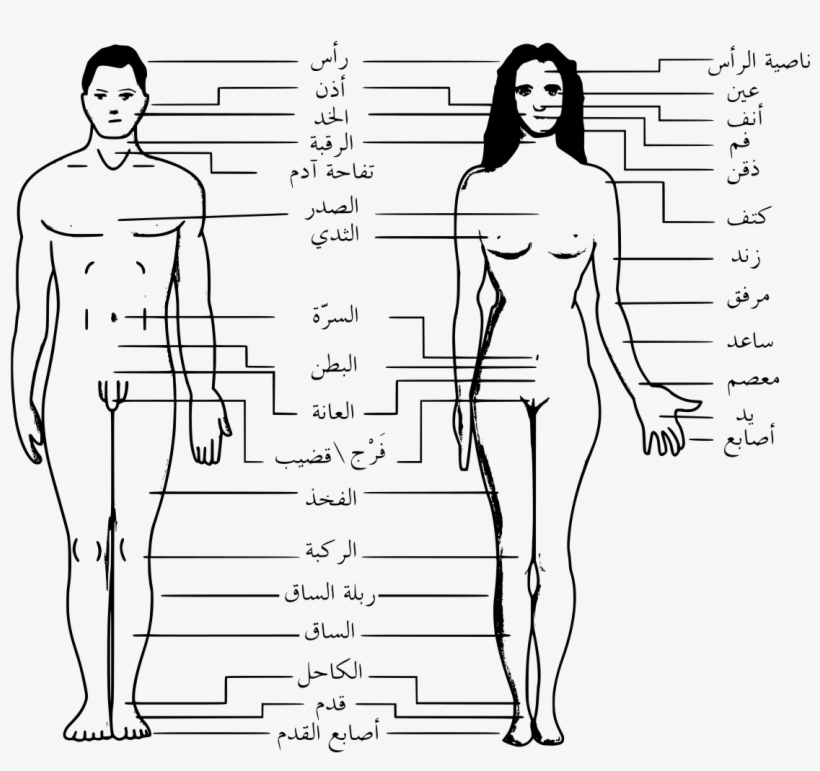 Cool Filehuman Body Features Arsvg With 32 Great People - Main Part Of Body, transparent png #452963