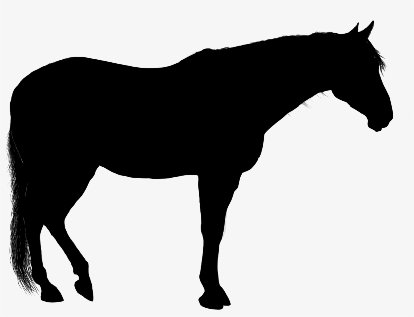 This Free Icons Png Design Of Standing Horse Silhouette, transparent png #453091