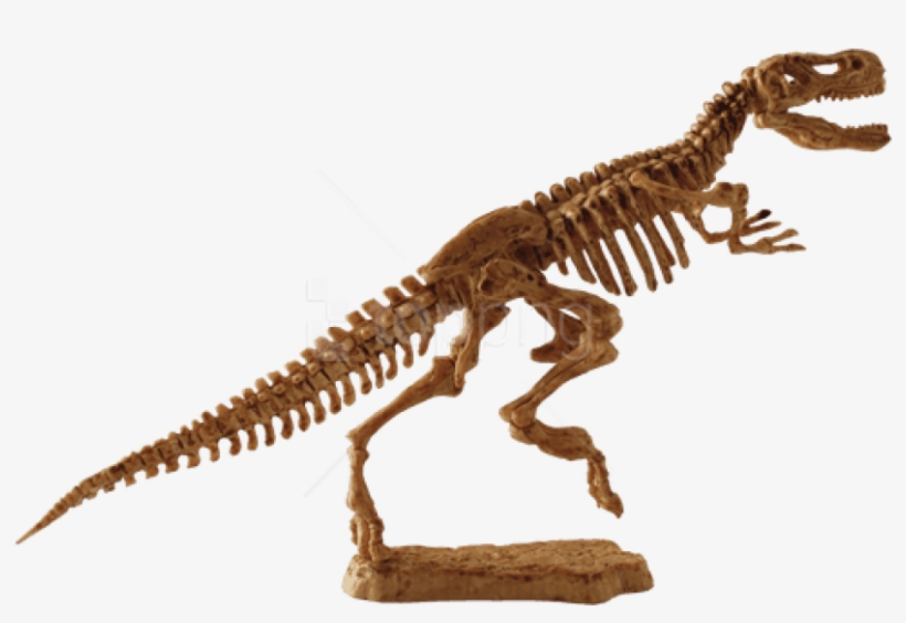 Download - Tiranosaurio Rex Juguete Fósil, transparent png #453925