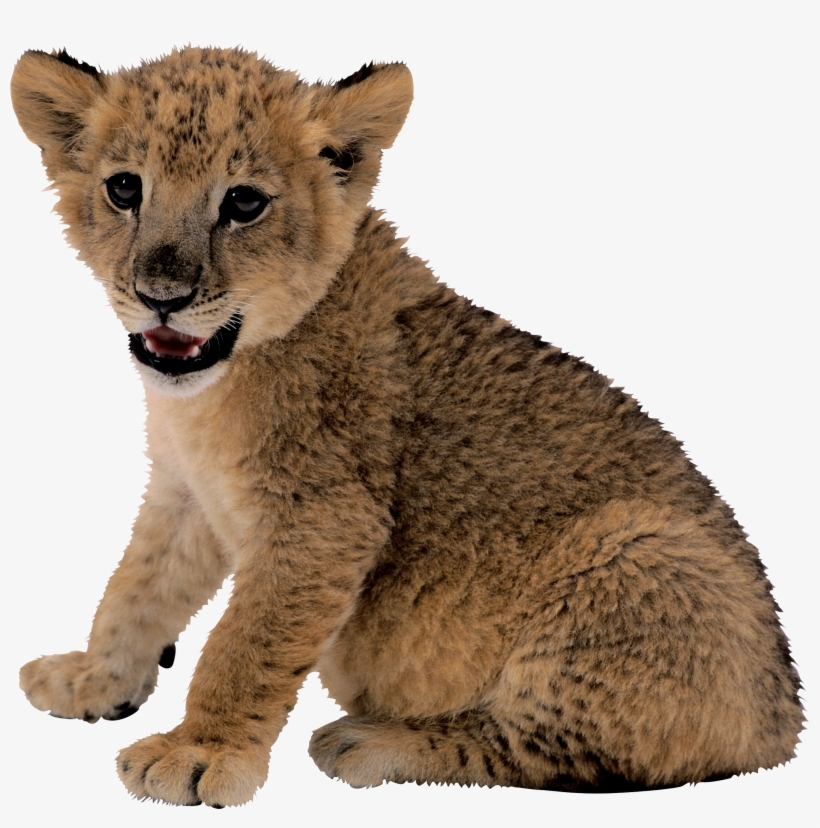 Lion Cub Transparent Background, transparent png #455348