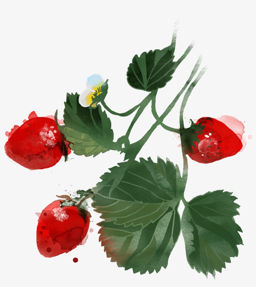 Image Black And White Stock Watercolor Painting Hand - Fruit, transparent png #455375