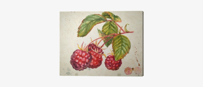 A Branch Of Raspberry - Raspberry Watercolor, transparent png #455763