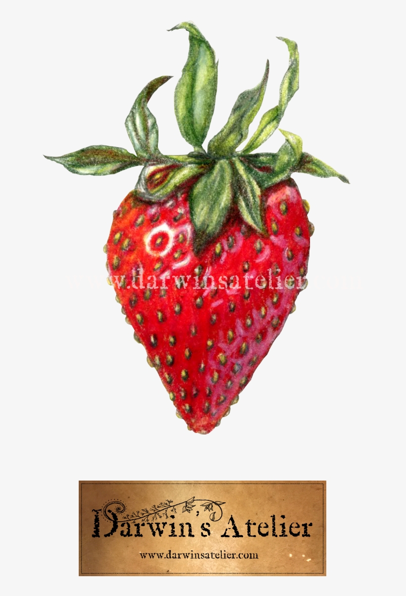 Strawberry W Logo W Watermark, transparent png #456225