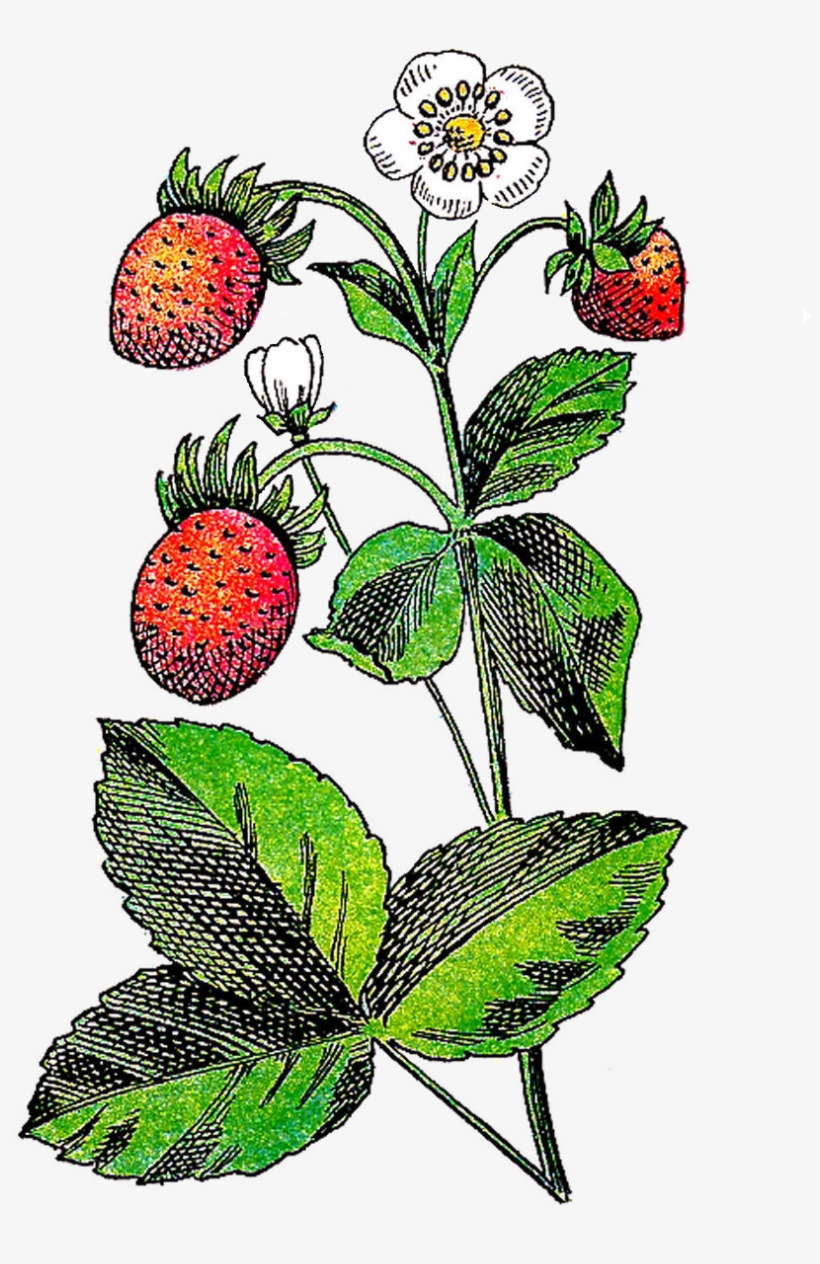 Fruits Flowers Clipart - Free Images Strawberry Flower, transparent png #456414