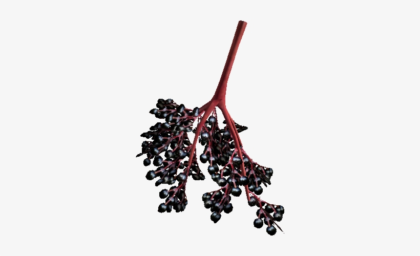 Blue-coloured Berries - Elderberry, transparent png #456498