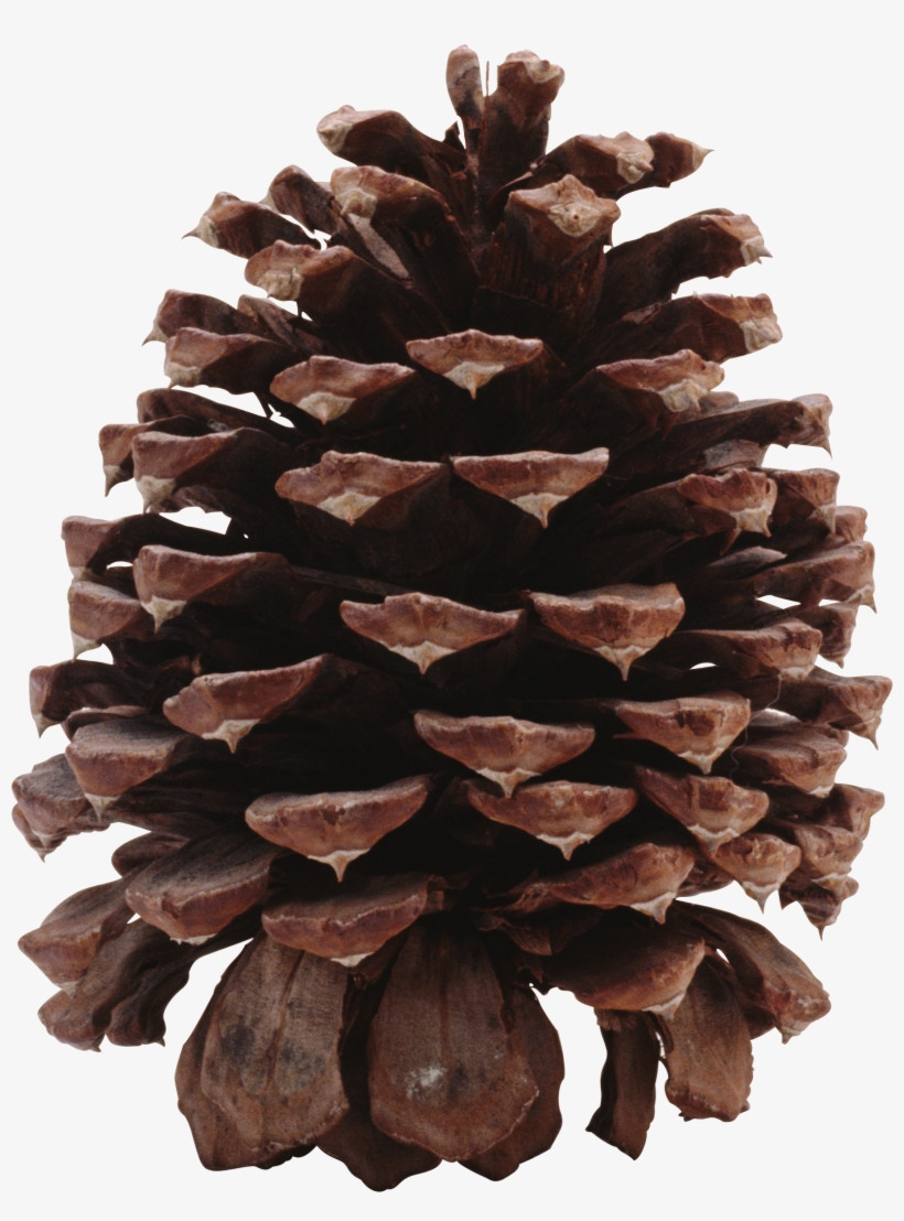 Pine Cone Png, transparent png #456627