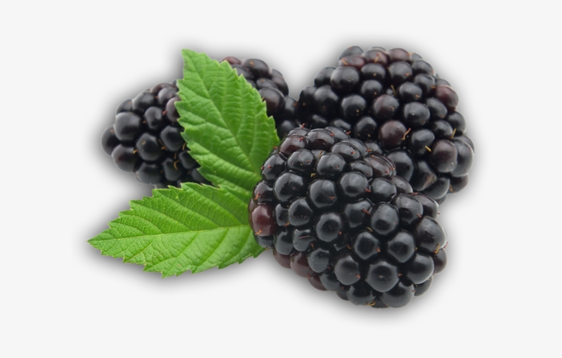 Blackberry Png - Blackberry Fruit Transparent, transparent png #456797