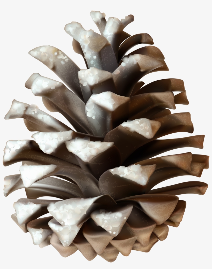 Conifer Cone, transparent png #456821