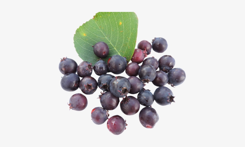 49 6 - Shadbush, transparent png #457282