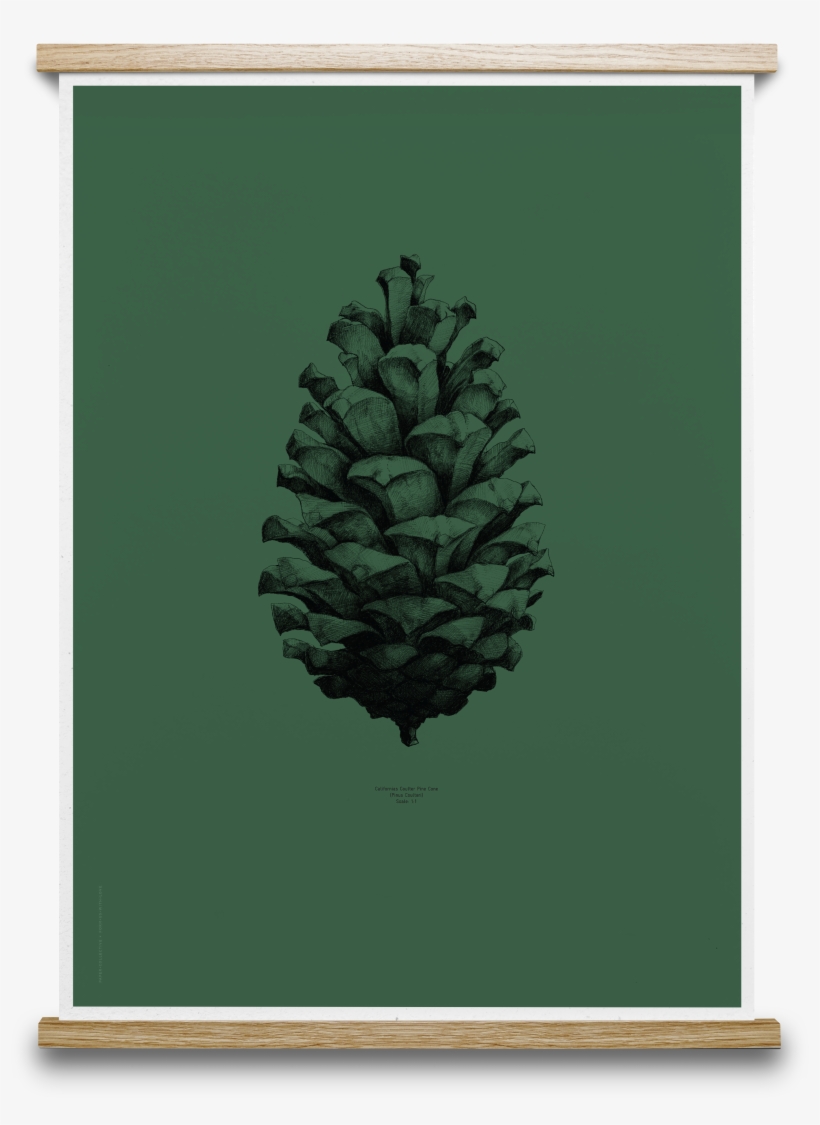 Pinecone Drawing Nature, transparent png #457362