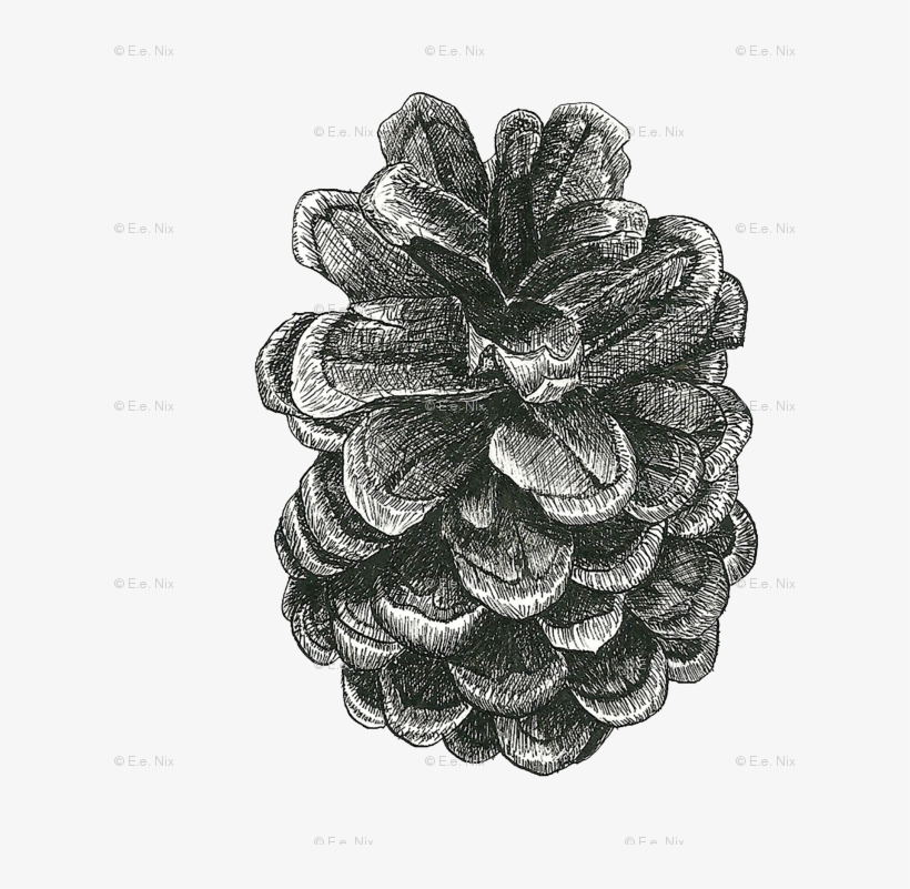 Ink Pinecone Wallpaper - Drawing, transparent png #457401