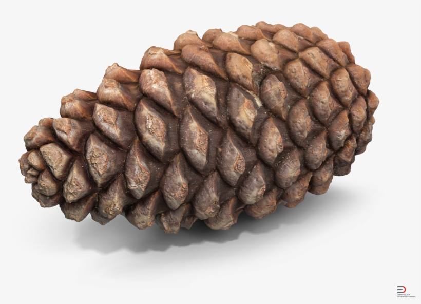 Download Pine Cone 3d Model - Conifer Cone, transparent png #457470