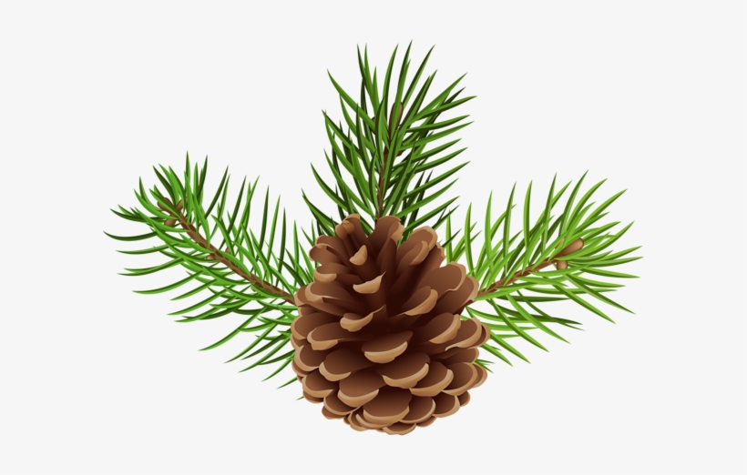 Pine Cone Png Clip Art Image - Lodgepole Pine, transparent png #457740