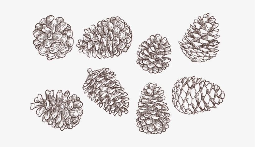 Drawn Pine Cone Vector - Pine Cone Free Png, transparent png #458098