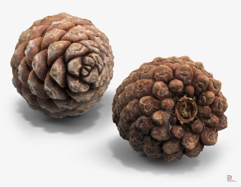 5 Pine Cone Royalty-free 3d Model - Conifer Cone, transparent png #458750