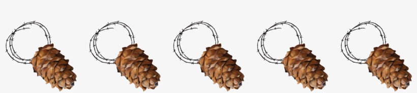 Attach A Short Length Of Twine To Each Pinecone By - Conifer Cone, transparent png #458917