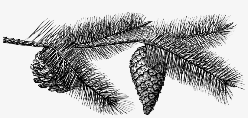 Pinecone Illustration - Pine Cone Black And White Transparent, transparent png #459008