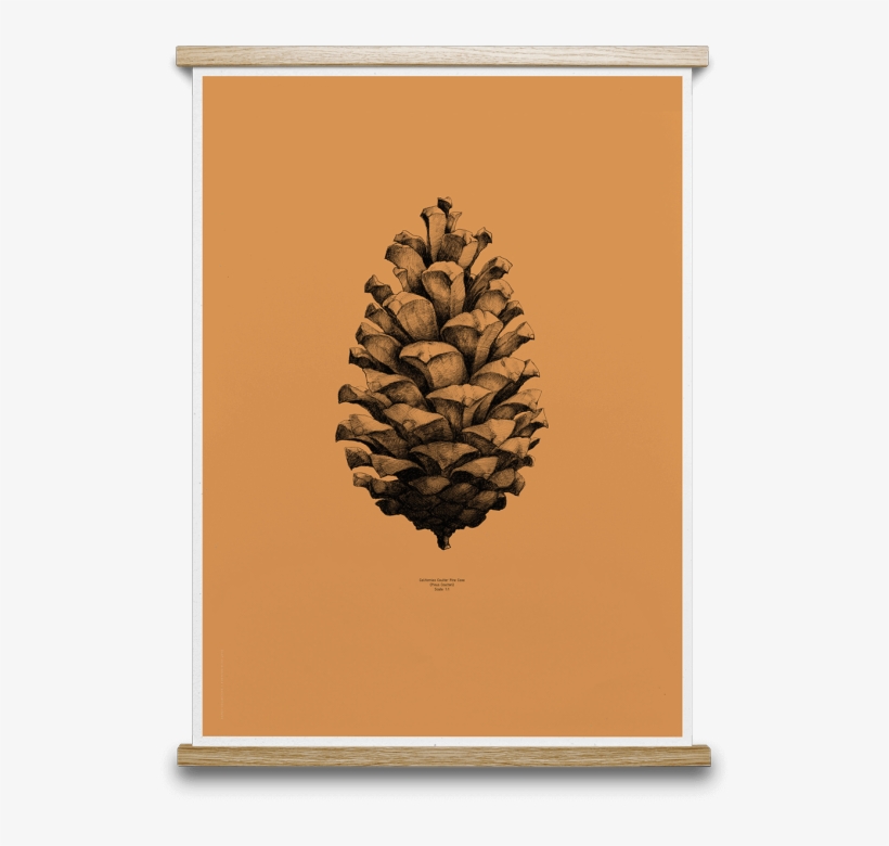 1 Pine Cone - Paper Collective Nature 1:1 Pine Cone Poster, White, transparent png #459031