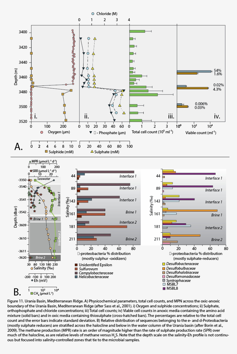 Sulphide Concentration In The Urania Basin Increases - Millimetre, transparent png #4500925