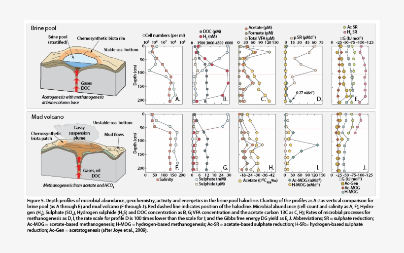 Hypersaline Brines And Entrained Gases Escaping And - Diagram, transparent png #4501213