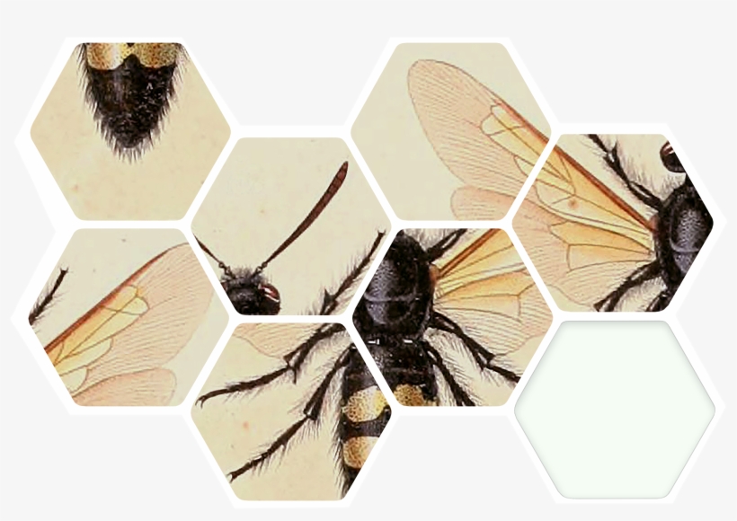 How Are The Bees, transparent png #4502157