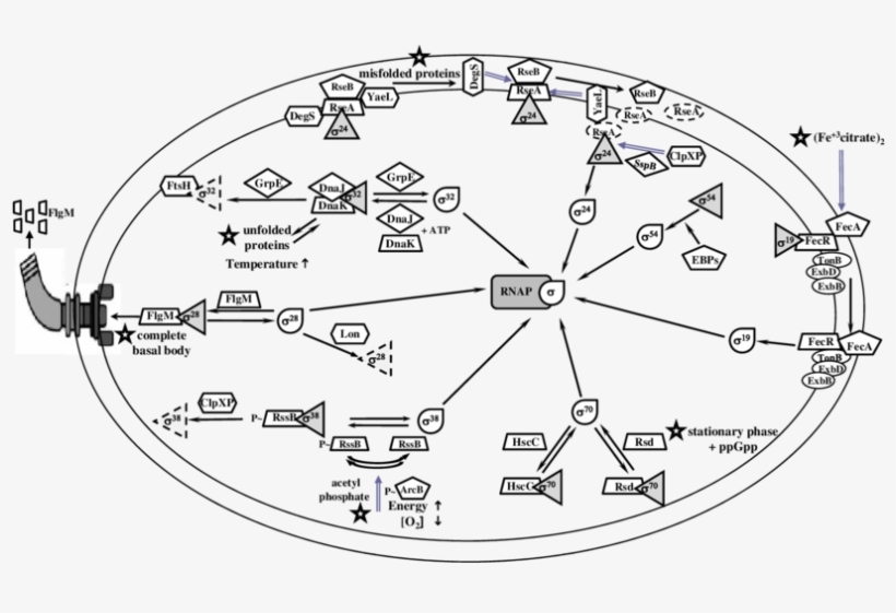 Regulation Of Factors By Anti-factors In E - E. Coli, transparent png #4504327