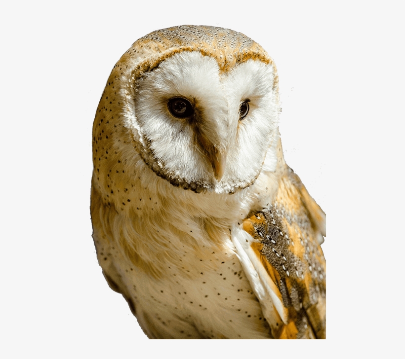 Barn Owl Transparent - Barn Owl Portrait, transparent png #4506365
