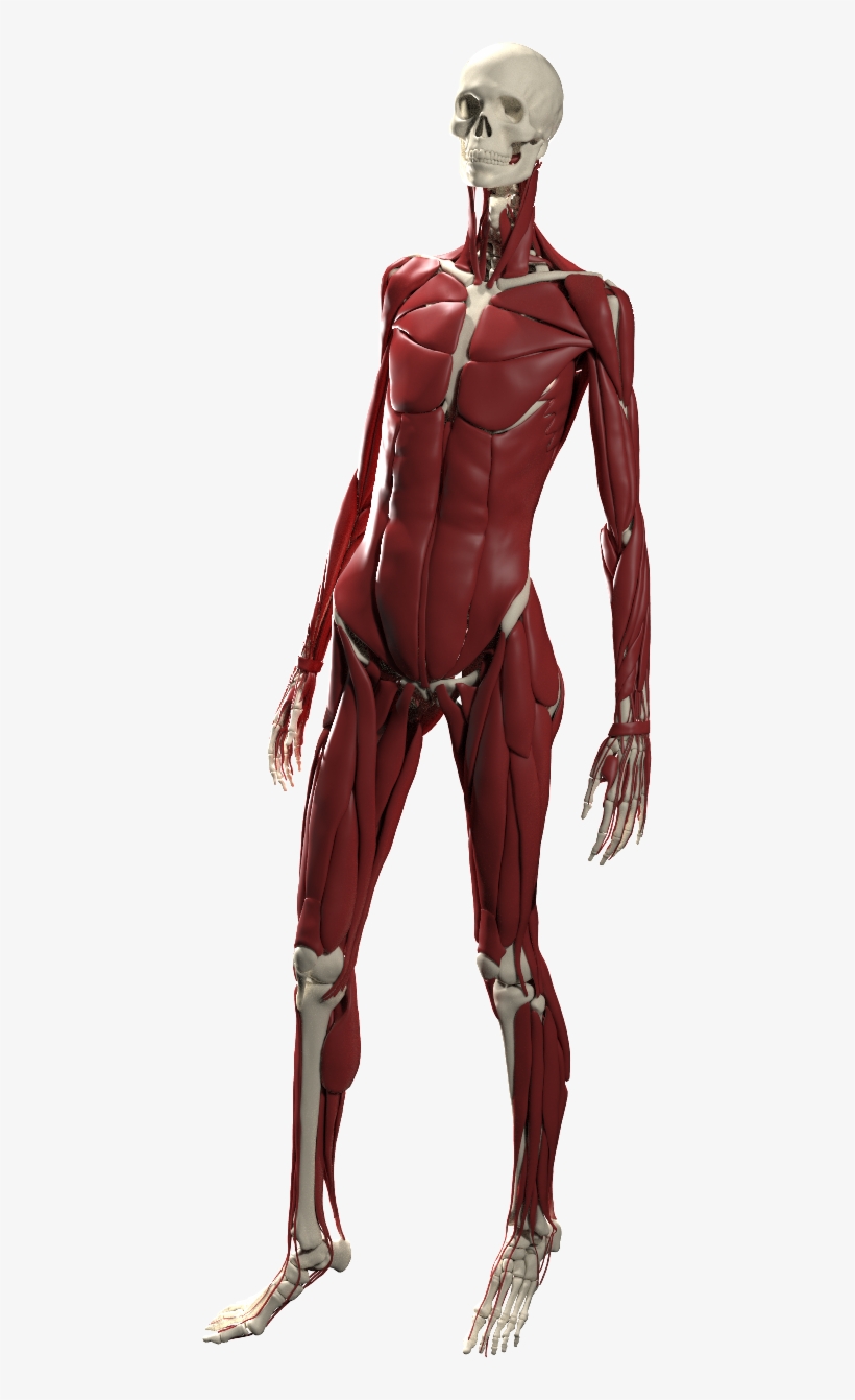 The 'ada' Model Is A Slender Female Build Above Average - Anatomy, transparent png #4506542