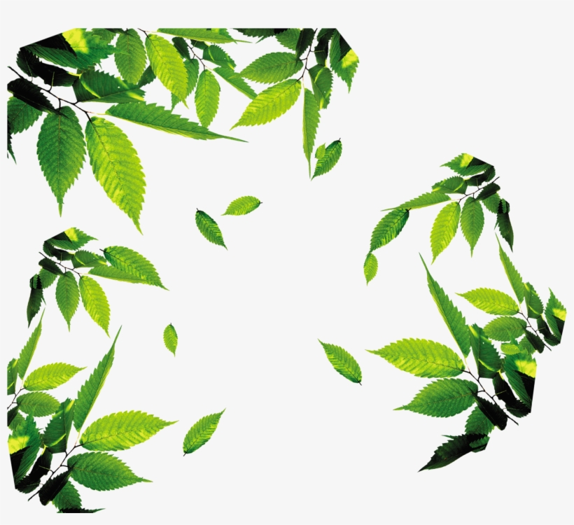 Leaf Download Icon - Leaves Png, transparent png #4507006