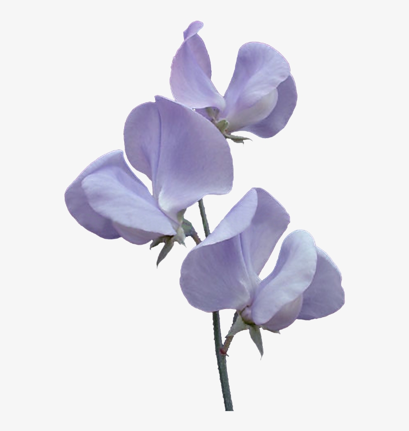 Фото, Автор Svetlera На Яндекс - Japanese Sweet Pea Flowers, transparent png #4507350