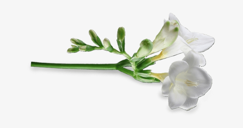 Freesia - Artificial Flower, transparent png #4508585