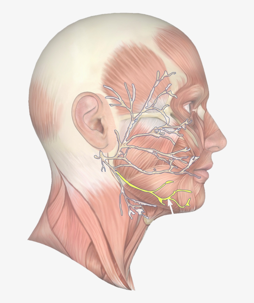 Jaw Muscle 63 - Nerve Under Jaw Line, transparent png #4511096