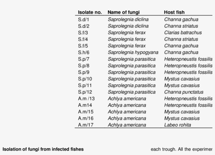 Fungi Isolated From Infected Fishes - Document, transparent png #4511720
