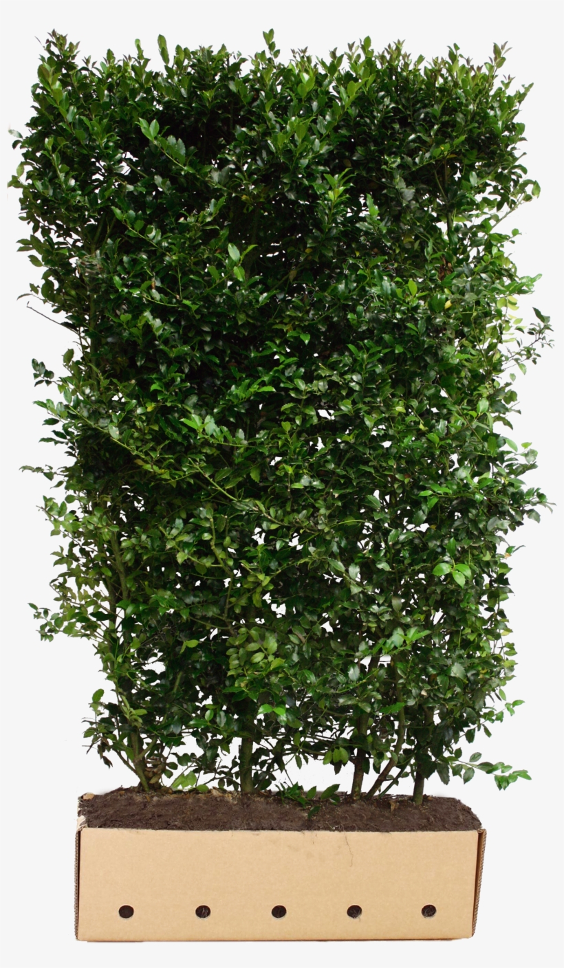 Instant Hedges Evergreen - Quickhedge Ilex Meserveae Blue Prince - Hulst Blue, transparent png #4511785