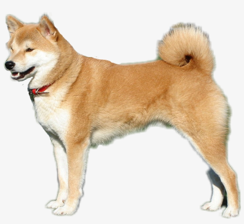 Dog Doggo Shiba Inu - Japanese Dog Breeds, transparent png #4512011