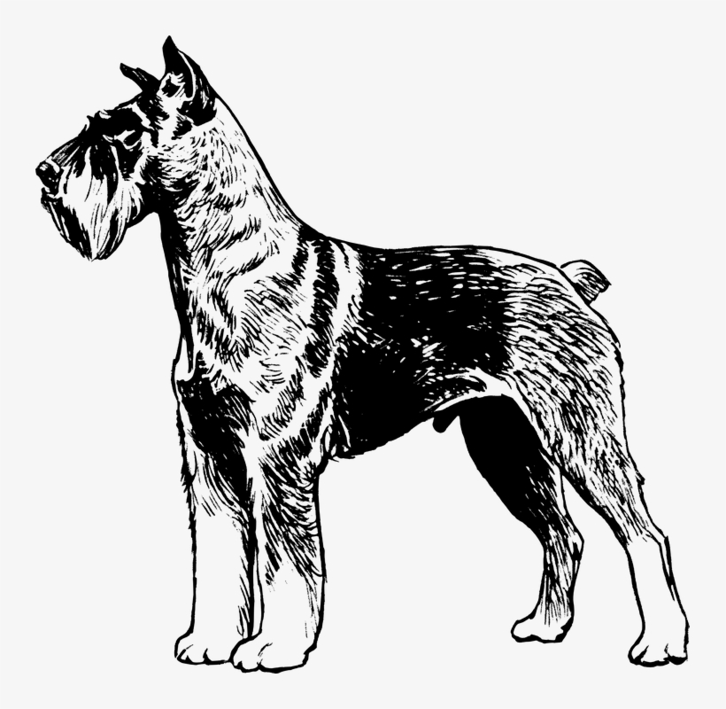 Terrier, Dog, Pet, Animal, Biology, Mammal, Zoology - Great Dane Dog Vector Draw, transparent png #4512061