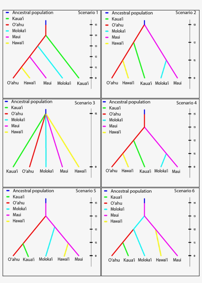 Ecography On Twitter - Diagram, transparent png #4512253
