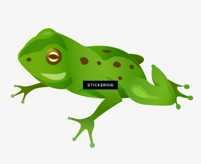 Frog Animals - Frog, transparent png #4514515