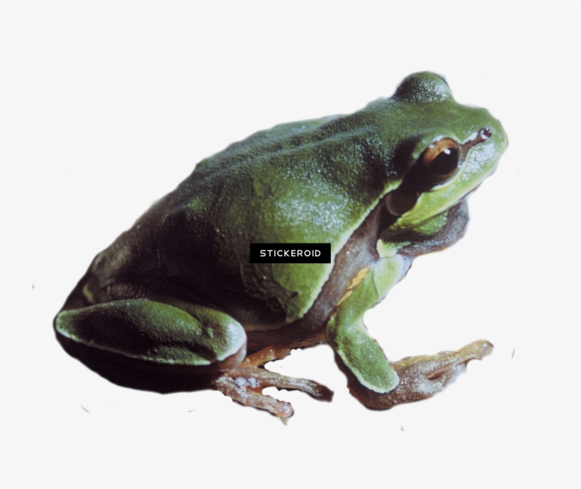 Pine Barrens Tree Frog - Portable Network Graphics, transparent png #4514708