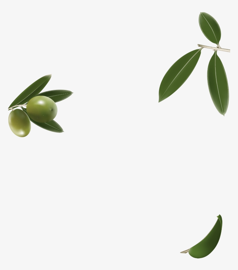 Olive Oils - Persian Lime, transparent png #4518381