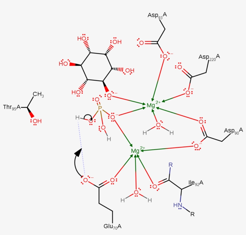 A Phosphoryl Hydroxide Ion Donates A Proton To Glu70 - Diagram, transparent png #4518482