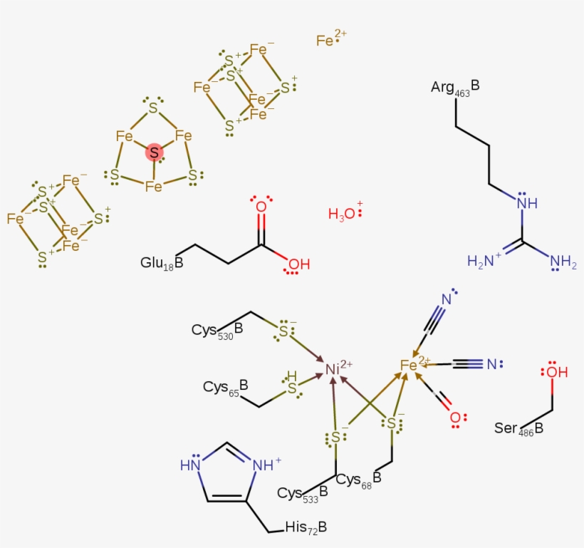 A Single Electron Is Transferred From The Ni Centre - Hydrogen, transparent png #4518492