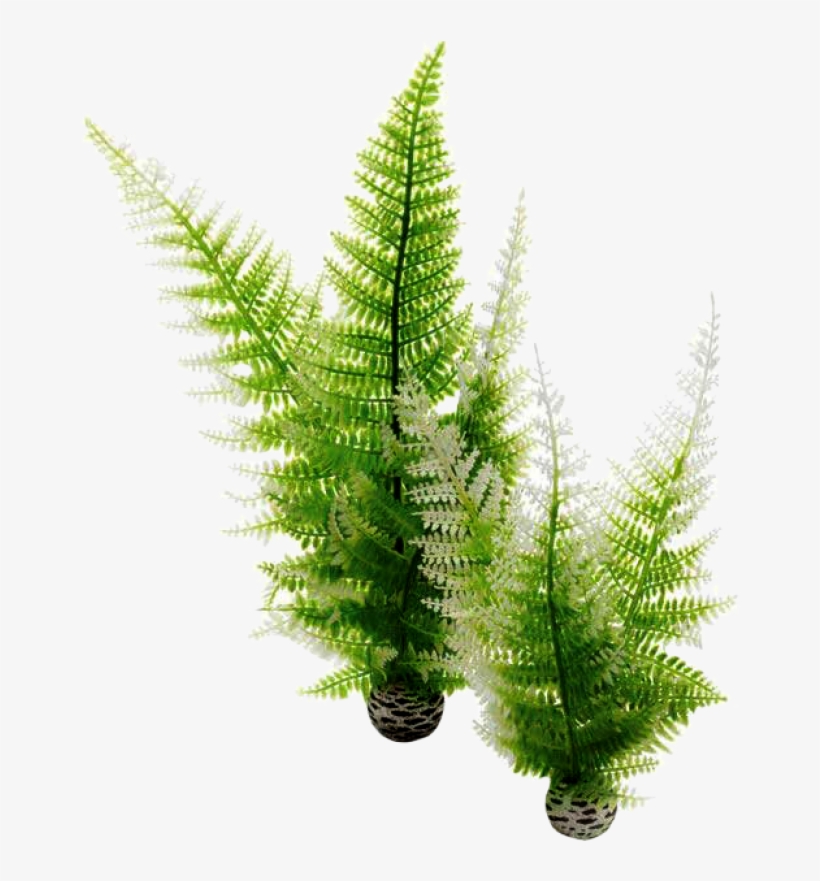 Biorb Winter Fern Plants - 2 Pack, transparent png #4521257