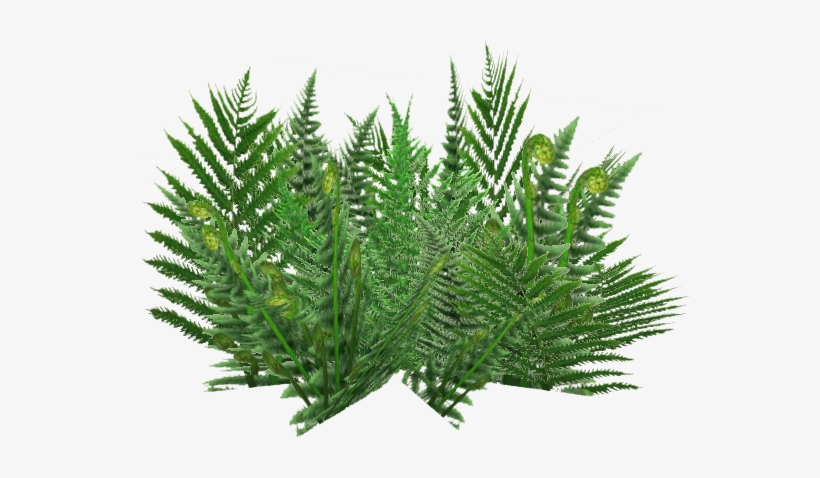 Ground Ferns 5 - Monarch Fern, transparent png #4521382