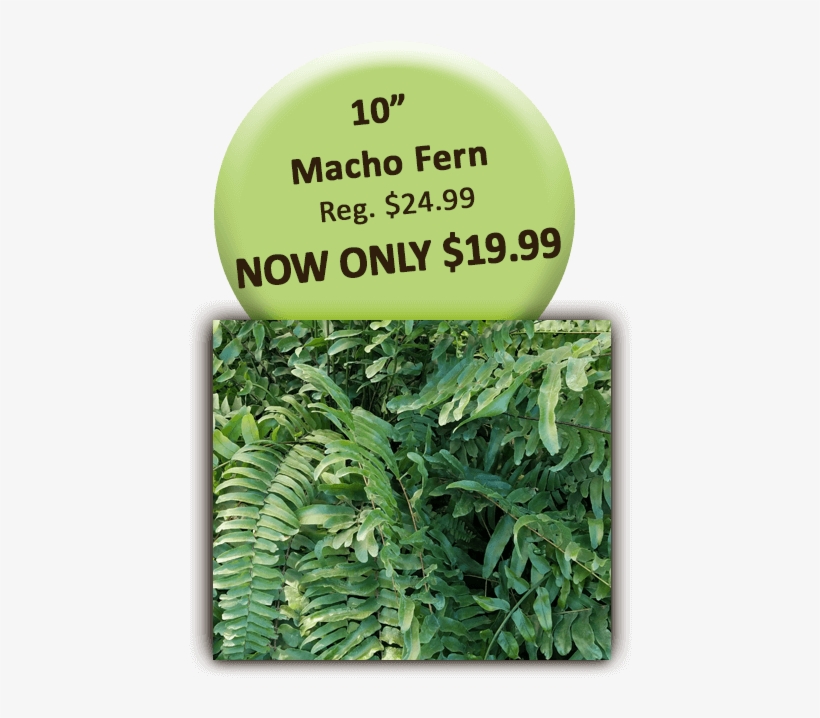 10in Macho Fern - Blackberry, transparent png #4521530
